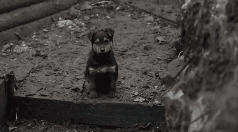 Ukrainian soldiers adopt freezing puppy who now stands guard for them Ukrainian soldiers adopt freezing puppy who now stands guard for them