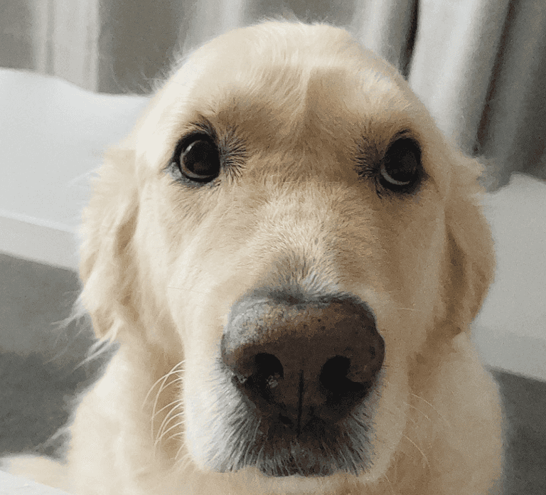 Golden retriever is so stressed it needs an emotional support kitten to help with anxiety Golden retriever is so stressed it needs an emotional support kitten to help with anxiety