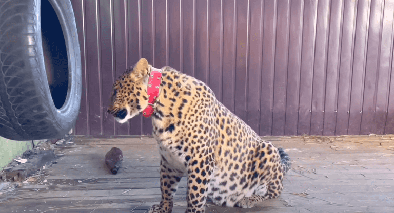 Indian doctor refuses to leave Ukraine without his leopard and panther ‘children’ Indian doctor refuses to leave Ukraine without his leopard and panther ‘children’
