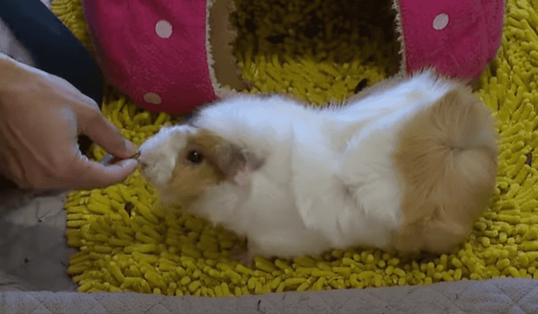 Guinea Pig sets Guinness World Record by completing 14 tricks in one minute Guinea Pig sets Guinness World Record by completing 14 tricks in one minute