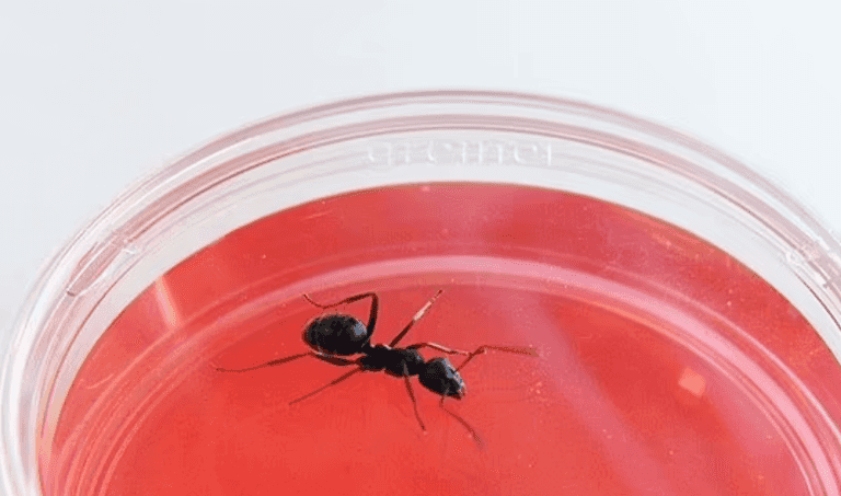 Ants can sniff out cancer in humans, study shows Ants can sniff out cancer in humans, study shows