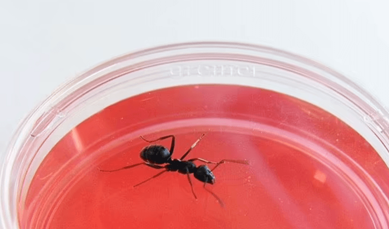 Ants can sniff out cancer in humans, study shows Ants can sniff out cancer in humans, study shows
