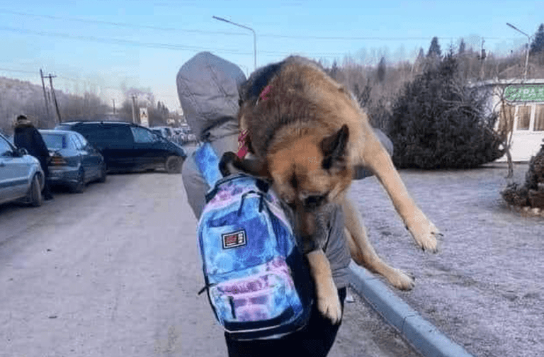 Fleeing Ukrainian woman carries large elderly dog 10 miles across border on her shoulders Fleeing Ukrainian woman carries large elderly dog 10 miles across border on her shoulders