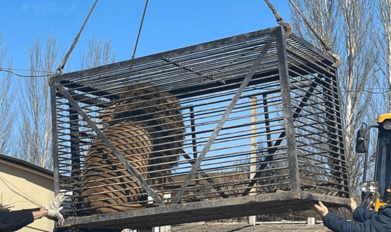 Brits rescue lion and wolf out of Ukraine in minibus during 1,200-mile journey Brits rescue lion and wolf out of Ukraine in minibus during 1,200-mile journey