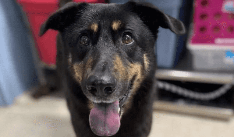 Abandoned ‘gay’ dog adopted by gay owners and gets a whole new name Abandoned ‘gay’ dog adopted by gay owners and gets a whole new name
