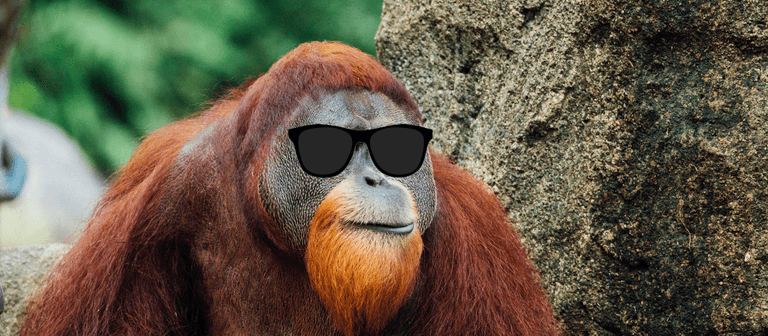 Orangutans use slang to ‘show off their coolness’, study suggests Orangutans use slang to ‘show off their coolness’, study suggests