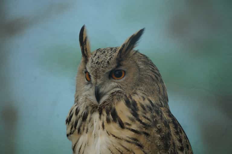 Massive two-and-half foot owl ‘tried to eat’ British jogger Massive two-and-half foot owl ‘tried to eat’ British jogger