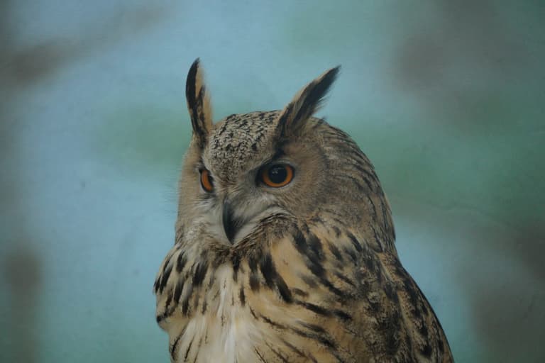 Massive two-and-half foot owl ‘tried to eat’ British jogger Massive two-and-half foot owl ‘tried to eat’ British jogger