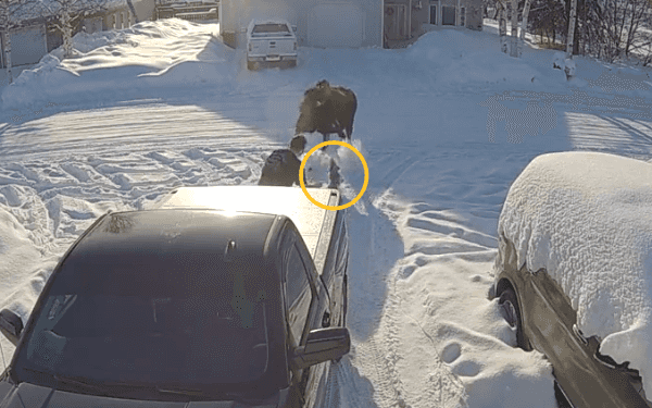 The insane moment a tiny dachshund took on huge moose – and won The insane moment a tiny dachshund took on huge moose – and won