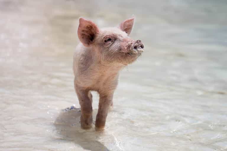 Scientists can now read the emotions of pigs and the results are super cute Scientists can now read the emotions of pigs and the results are super cute