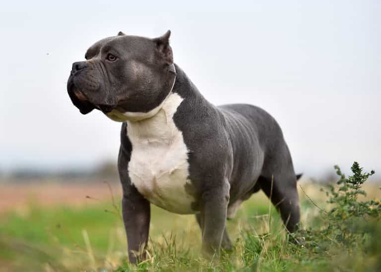 St Helen’s dog attack: Breed that killed baby Bella-Rae finally confirmed St Helen’s dog attack: Breed that killed baby Bella-Rae finally confirmed