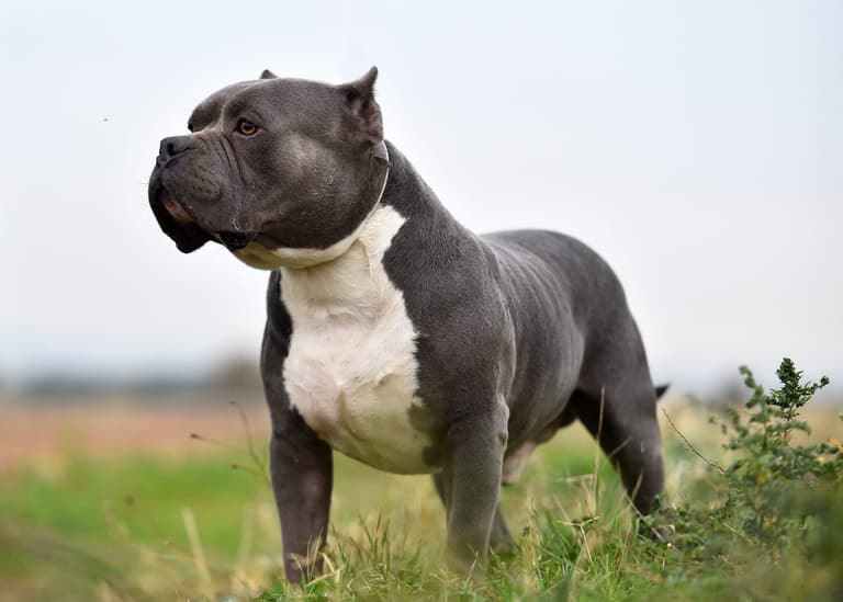 St Helen’s dog attack: Breed that killed baby Bella-Rae finally confirmed St Helen’s dog attack: Breed that killed baby Bella-Rae finally confirmed