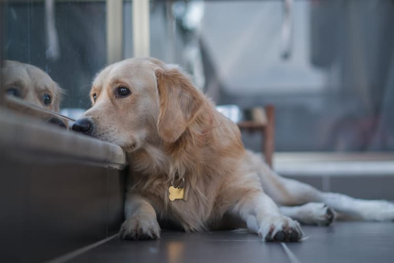 Dogs ‘feel grief and mourn when other pets die’ – and it can last for years Dogs ‘feel grief and mourn when other pets die’ – and it can last for years