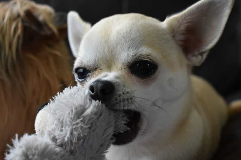 ‘Hooligan’ chihuahuas terrorising town and ganging up on ex-cop German Shepherd ‘Hooligan’ chihuahuas terrorising town and ganging up on ex-cop German Shepherd