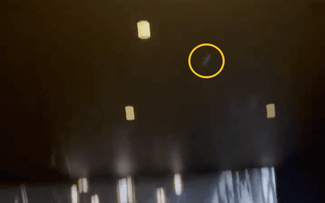 Live bat released during screening of The Batman