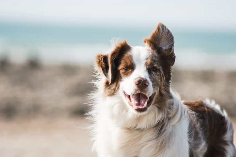 Two-thirds of Brits spend more on their pets than themselves Two-thirds of Brits spend more on their pets than themselves