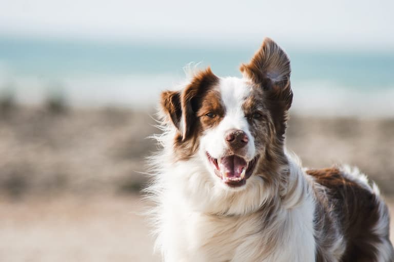 Two-thirds of Brits spend more on their pets than themselves Two-thirds of Brits spend more on their pets than themselves