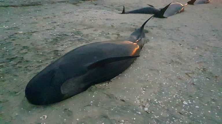 Heartbreaking images as dozens of pilot whales die at infamous beach Heartbreaking images as dozens of pilot whales die at infamous beach