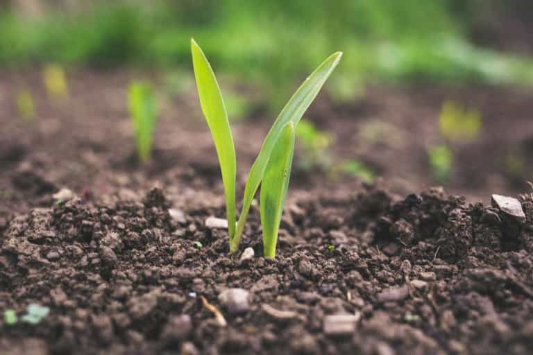Man turned to compost in eco-friendly funeral before being scattered across the ground Man turned to compost in eco-friendly funeral before being scattered across the ground