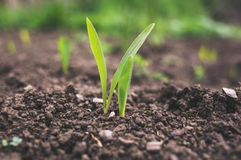 Man turned to compost in eco-friendly funeral before being scattered across the ground Man turned to compost in eco-friendly funeral before being scattered across the ground