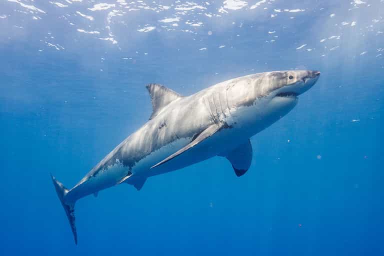 Scientist finally crack mystery of if sharks can sleep Scientist finally crack mystery of if sharks can sleep