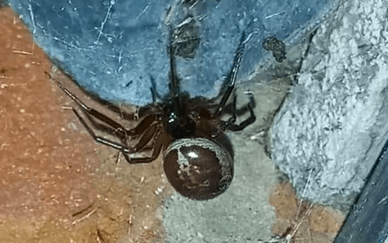 Poisonous spiders discovered eating bats in the UK for the first time Poisonous spiders discovered eating bats in the UK for the first time