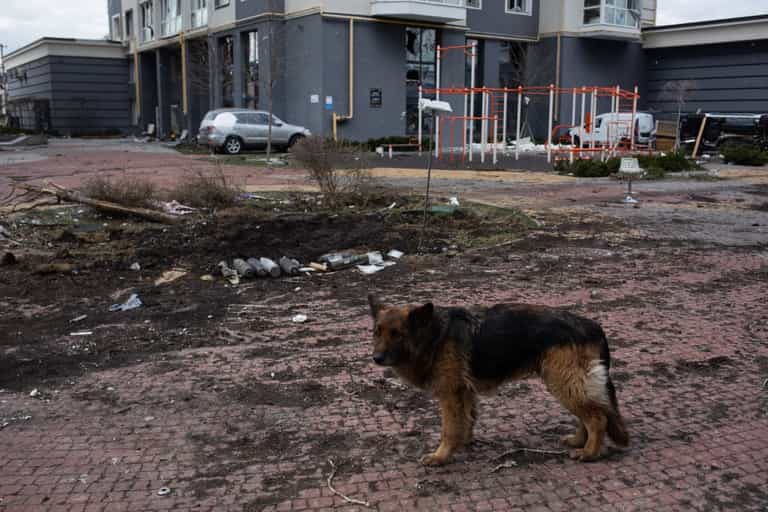 Hundreds of dogs found dead in Ukrainian shelter after being locked away since February 24 Hundreds of dogs found dead in Ukrainian shelter after being locked away since February 24