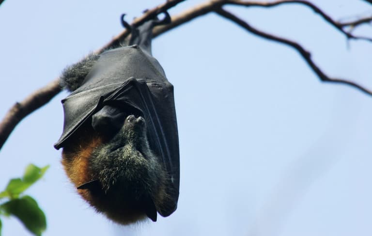 Scientist warn that climate change will drive new transmission of 4,000 viruses between mammals by 2070 Scientist warn that climate change will drive new transmission of 4,000 viruses between mammals by 2070