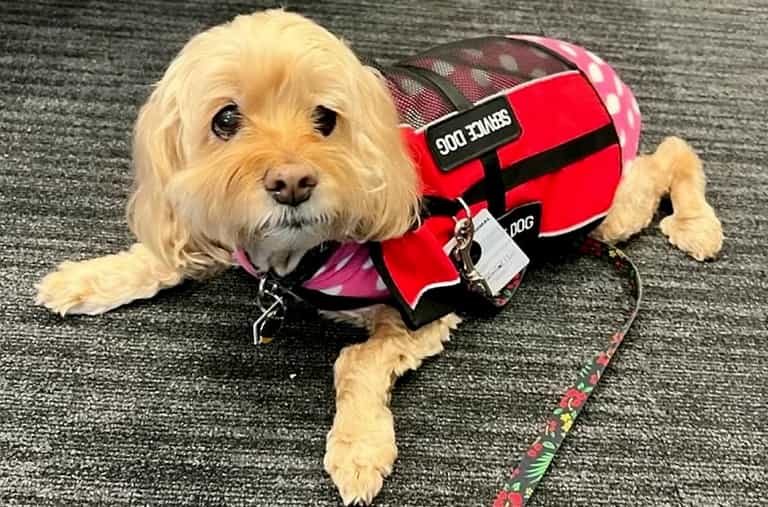 Man spends thousands flying sick dog 8,000 miles to UK and back for life-saving surgery Man spends thousands flying sick dog 8,000 miles to UK and back for life-saving surgery