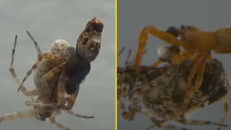 These male spiders catapult away to avoid being cannibalized after sex These male spiders catapult away to avoid being cannibalized after sex