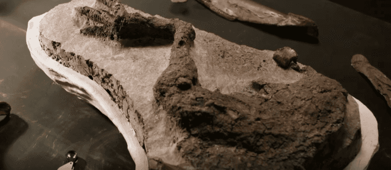 Amazing pictures show dinosaur ‘killed on the same day’ giant asteroid hit Earth Amazing pictures show dinosaur ‘killed on the same day’ giant asteroid hit Earth