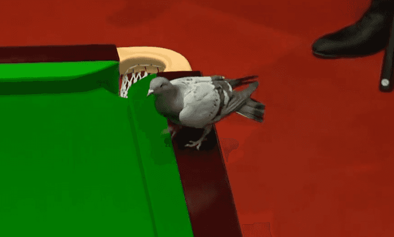 Pigeon interrupts game at Snooker World Championship Pigeon interrupts game at Snooker World Championship