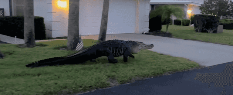 ‘Monster’ alligator videoed roaming residential area looking for a date ‘Monster’ alligator videoed roaming residential area looking for a date