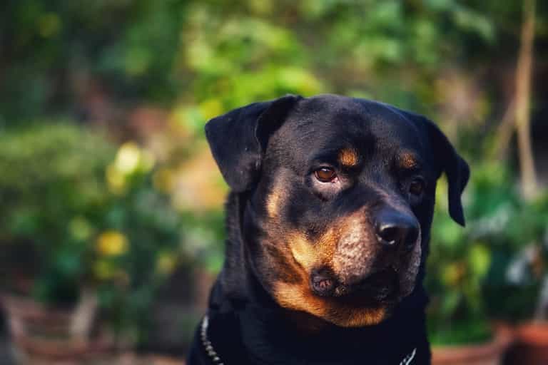 Three Rottweilers who mauled boy, two, to death are killed by police as probe continues Three Rottweilers who mauled boy, two, to death are killed by police as probe continues