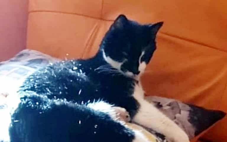 Video shows ‘cold-hearted’ delivery driver appearing to deliberately run over beloved pet cat Video shows ‘cold-hearted’ delivery driver appearing to deliberately run over beloved pet cat