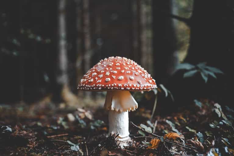 Mushrooms can talk to each other, researcher suggests Mushrooms can talk to each other, researcher suggests