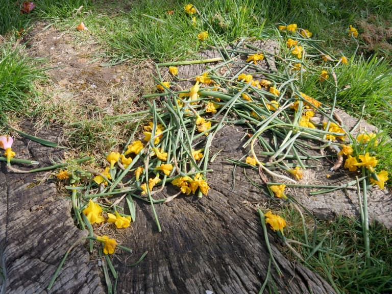 Council branded ‘bonkers’ for removing daffodils in case kids eat them Council branded ‘bonkers’ for removing daffodils in case kids eat them