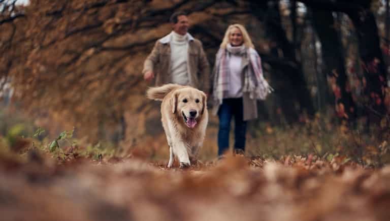 New BBC radio show will broadcast half an hour of Labrador noises New BBC radio show will broadcast half an hour of Labrador noises