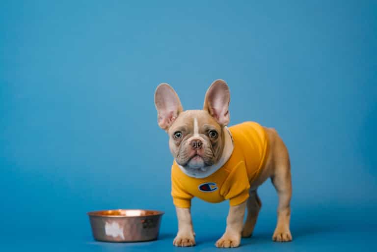 Pugs and French Bulldogs could be banned in UK as part of crackdown Pugs and French Bulldogs could be banned in UK as part of crackdown