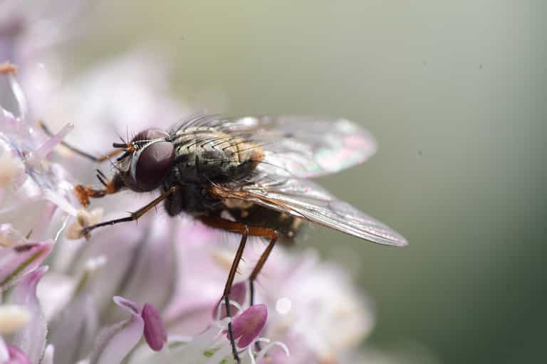 Doctors use forceps to remove more than a dozen fly larvae from man’s eye – one by one Doctors use forceps to remove more than a dozen fly larvae from man’s eye – one by one