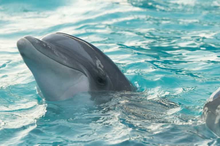 Russia are using ‘militarised dolphins to guard Black Sea naval base’ from Ukraine Russia are using ‘militarised dolphins to guard Black Sea naval base’ from Ukraine