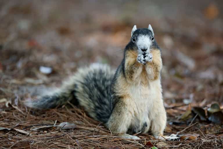 Elderly man hospitalised with ‘significant injuries’ after being attacked by squirrel Elderly man hospitalised with ‘significant injuries’ after being attacked by squirrel