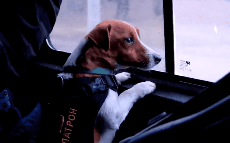 Patron is the minesweeping dog saving lives in Ukraine – Patron is a good boy Patron is the minesweeping dog saving lives in Ukraine – Patron is a good boy