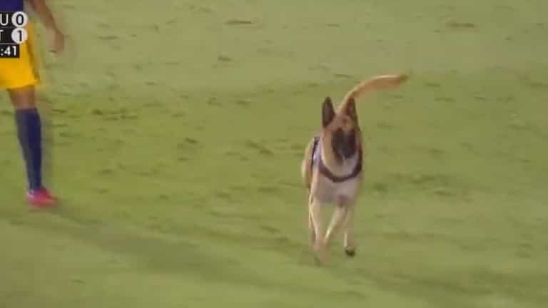 Police dog slips lead, takes football and causes chaos at Brazilian final Police dog slips lead, takes football and causes chaos at Brazilian final