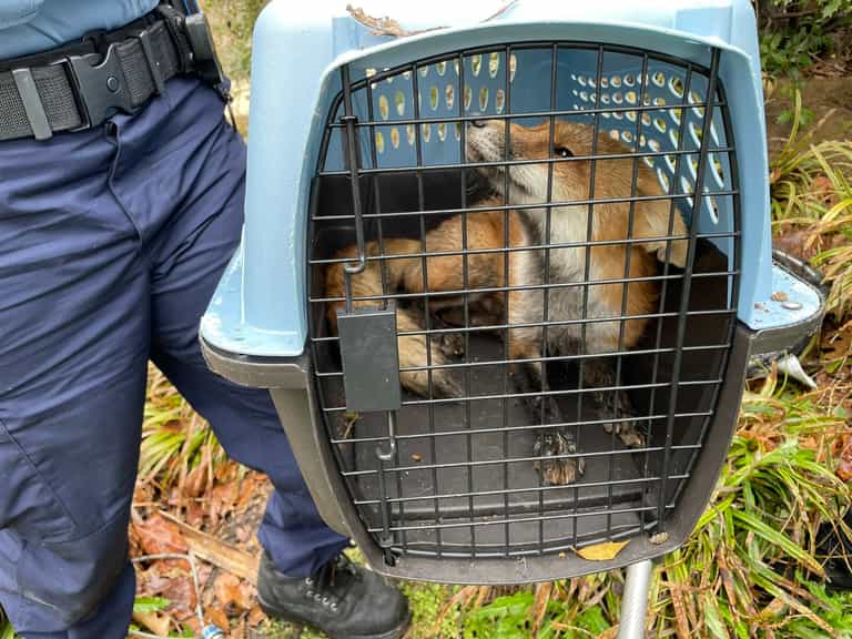 Fox that bit nine people on US Capitol Hill had rabies Fox that bit nine people on US Capitol Hill had rabies