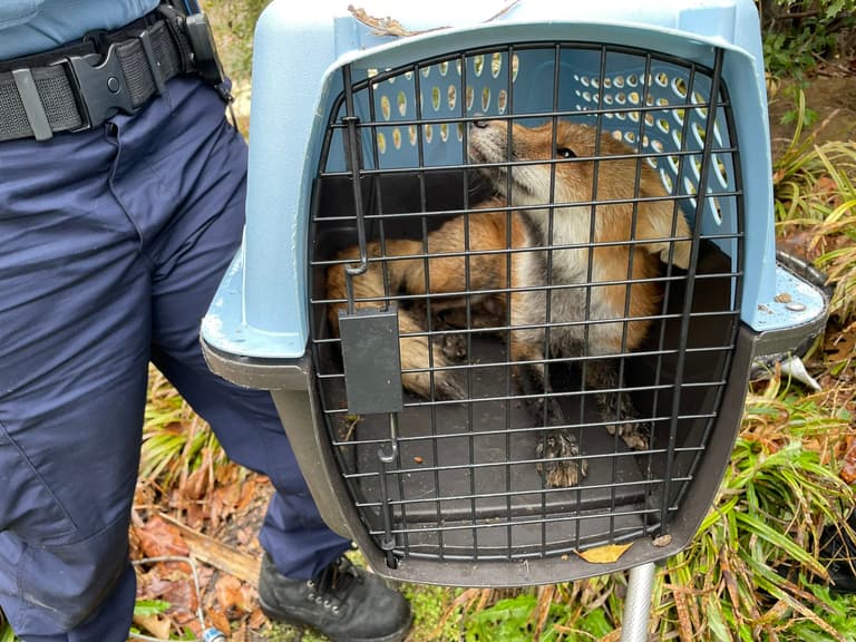 Fox that bit nine people on US Capitol Hill had rabies Fox that bit nine people on US Capitol Hill had rabies
