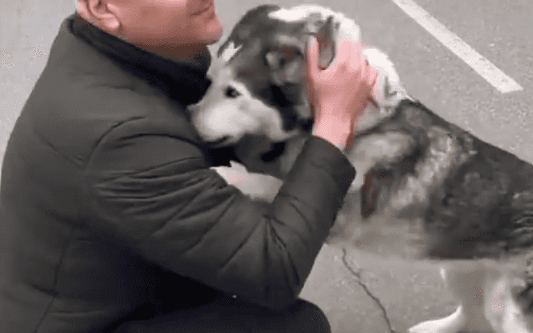 Heartwarming moment husky is reunited with its owner in Ukrainian city of Bucha Heartwarming moment husky is reunited with its owner in Ukrainian city of Bucha