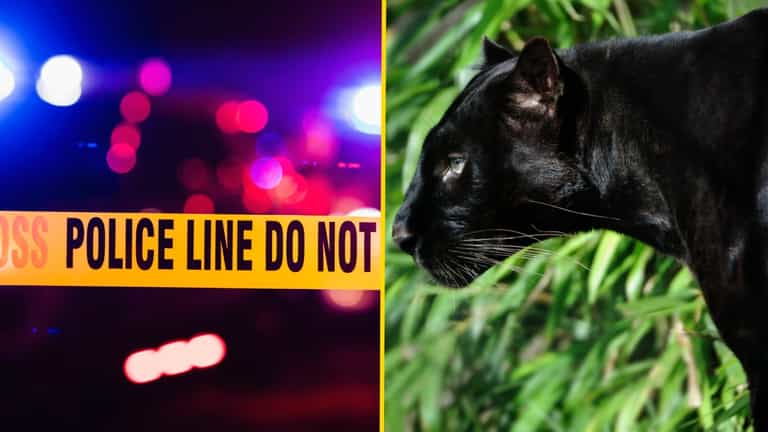 Teen shot dead by boyfriend after being mistaken for a panther in prank gone wrong Teen shot dead by boyfriend after being mistaken for a panther in prank gone wrong
