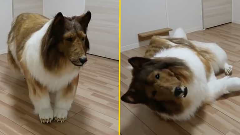 Japanese man spends £12,480 to look like a border collie – and it kind of works Japanese man spends £12,480 to look like a border collie – and it kind of works