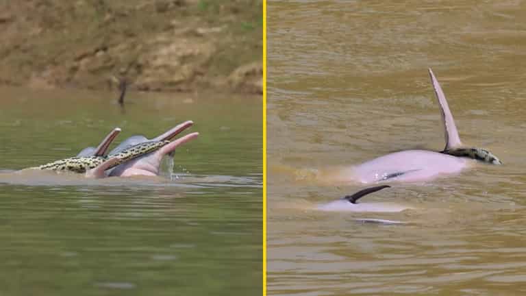 Footage of two male dolphins getting ‘sexually aroused’ with anaconda in mouths confuses researchers Footage of two male dolphins getting ‘sexually aroused’ with anaconda in mouths confuses researchers